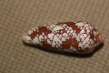 Conch Shell