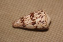 Conch Shell