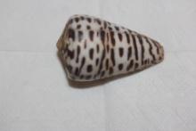 Decorative Conch Shell
