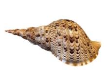 TRITON'S TRUMPET CONCH SEA SHELL IN BROWN AND BEIGE COLOR