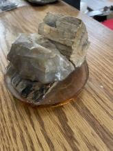 Petrified Wood with Polished Agate