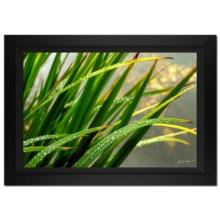 Jongas, "Morning Splash" Framed Limited Edition Photograph on Canvas, Numbered and Hand Signed with