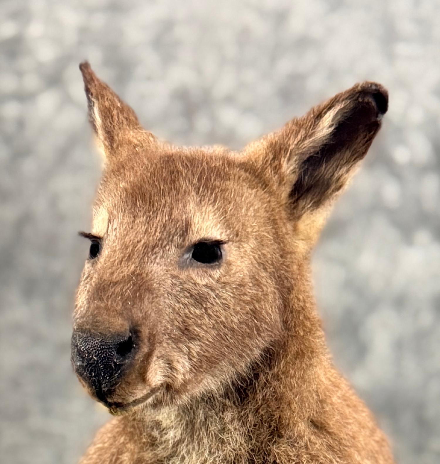 Wallaby