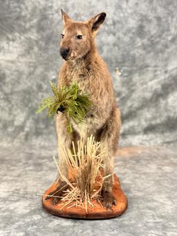 Wallaby