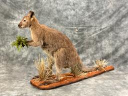 Wallaby