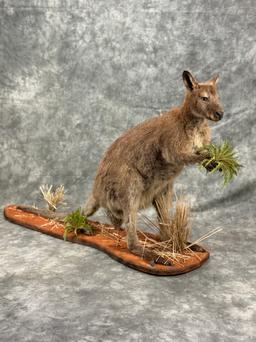 Wallaby