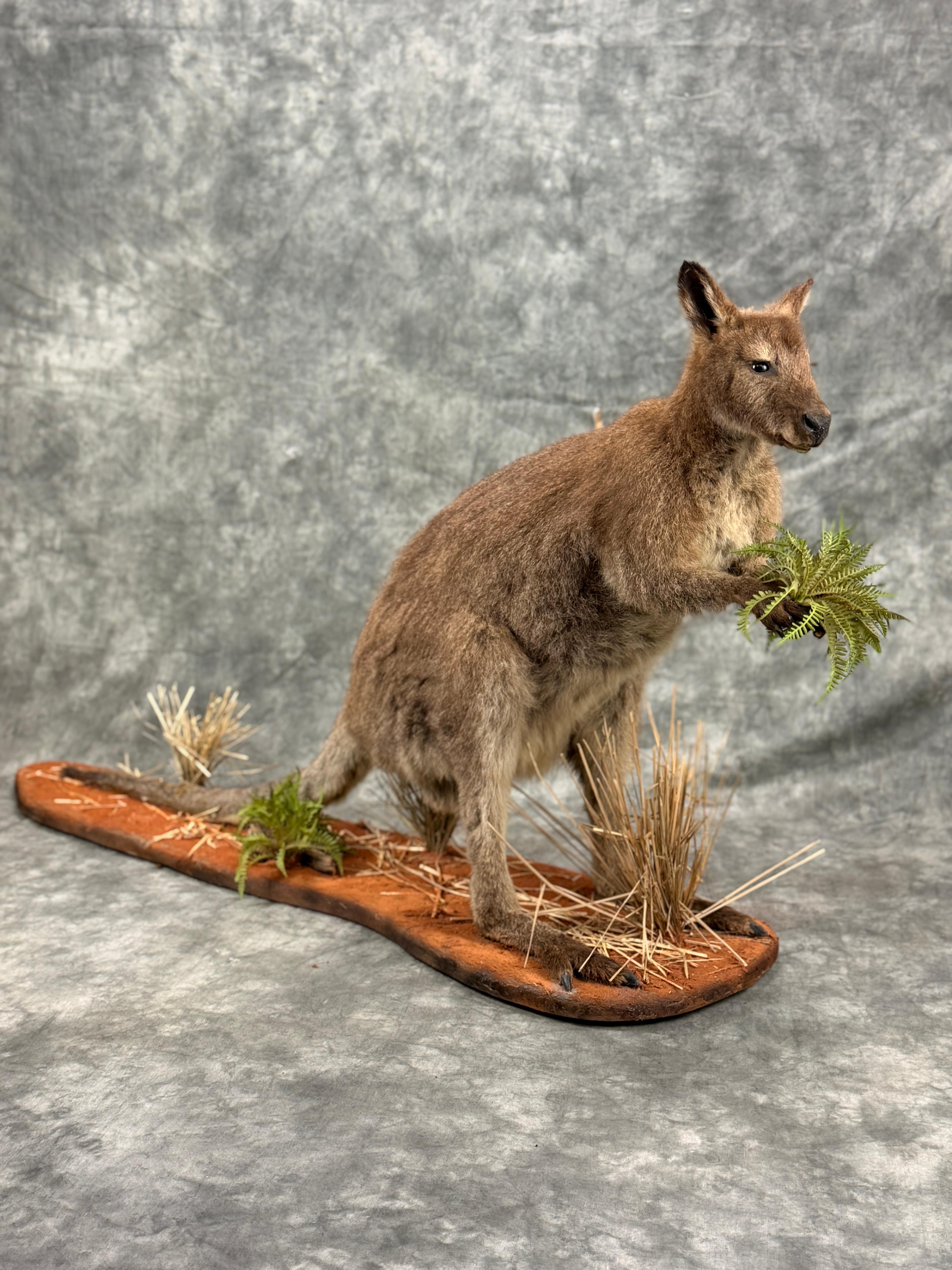 Wallaby