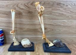Miniature Horse Legs with Hooves - Bone Mount Taxidermy