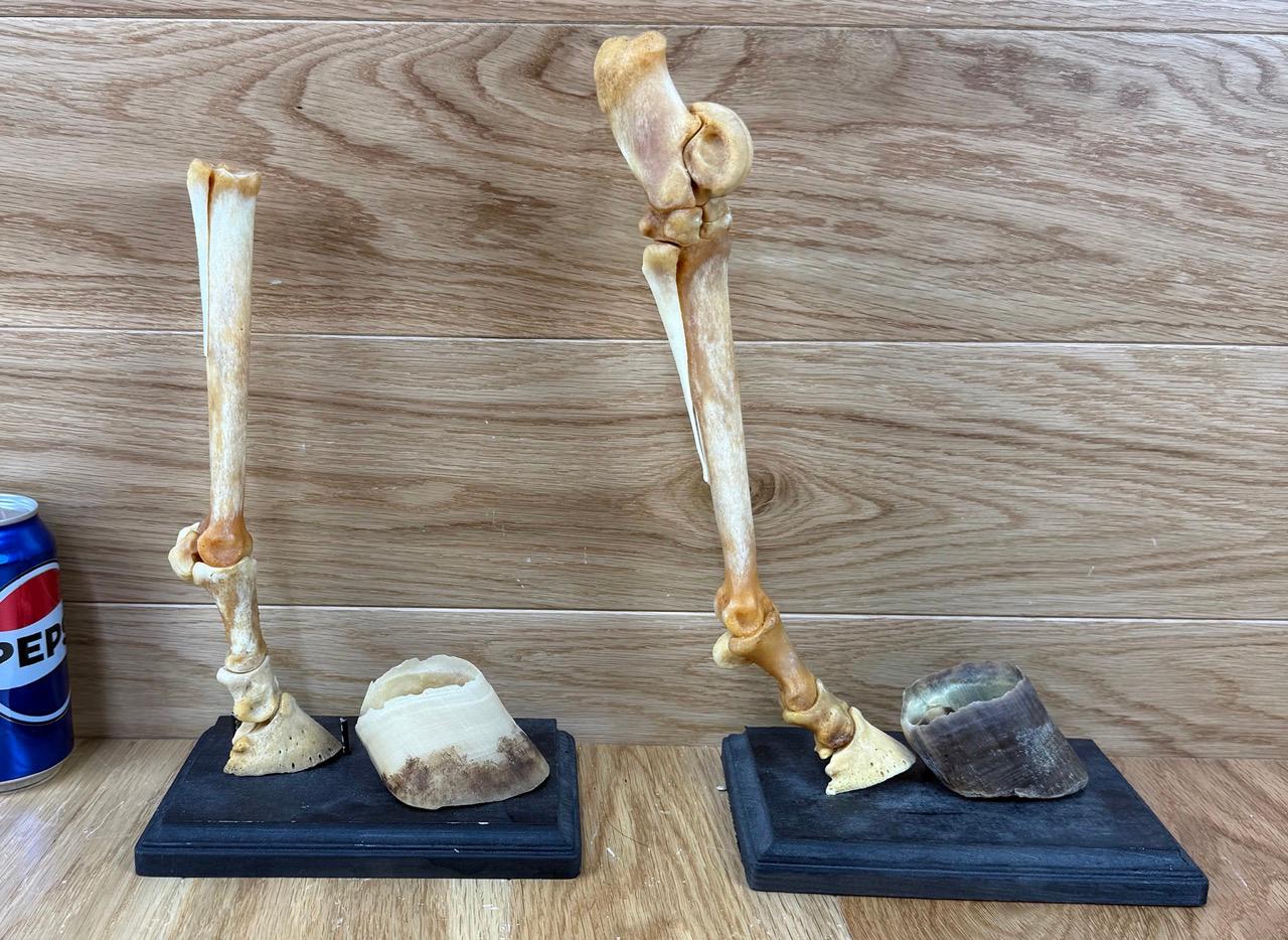 Miniature Horse Legs with Hooves - Bone Mount Taxidermy