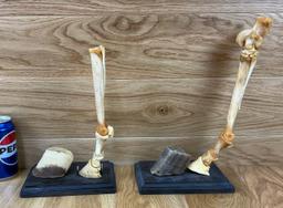 Miniature Horse Legs with Hooves - Bone Mount Taxidermy