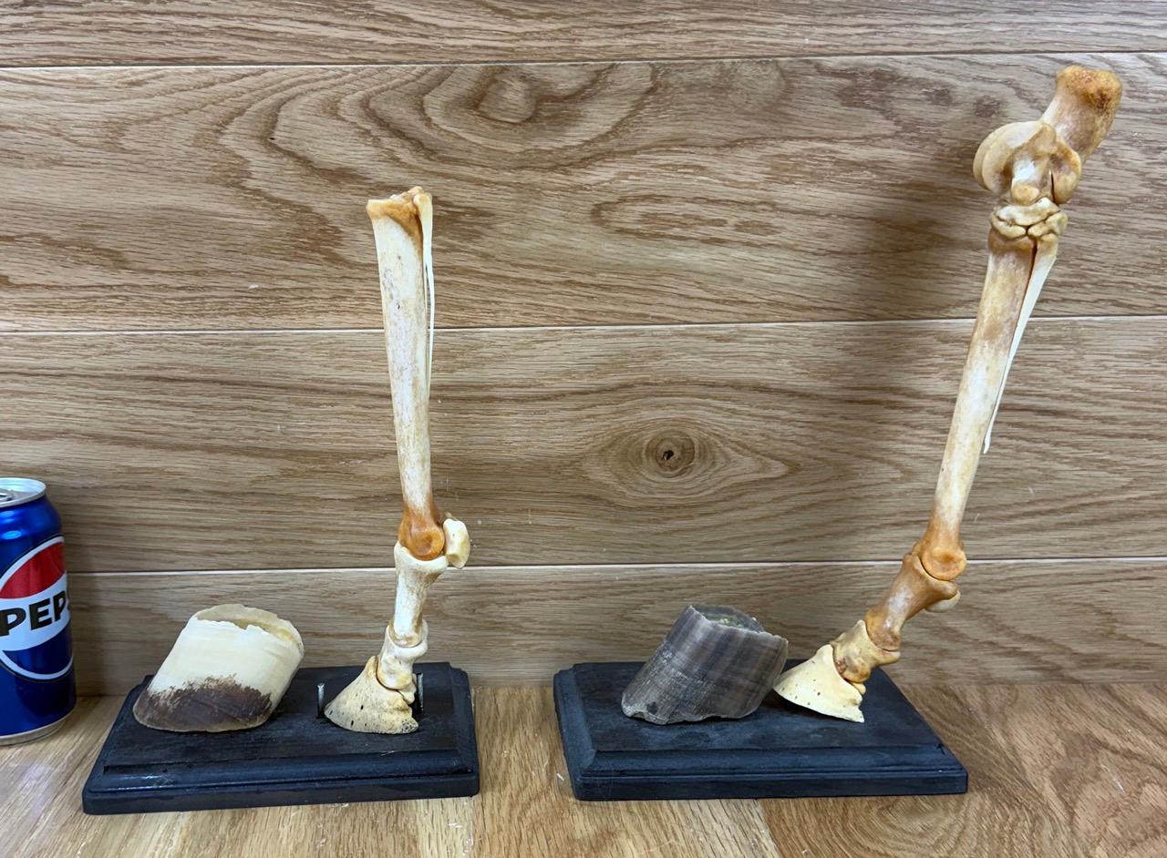 Miniature Horse Legs with Hooves - Bone Mount Taxidermy