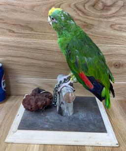 Taxidermy Parrot/Bird - Pedro Haunted