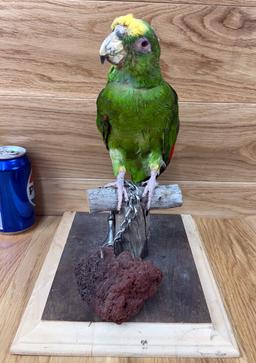 Taxidermy Parrot/Bird - Pedro Haunted