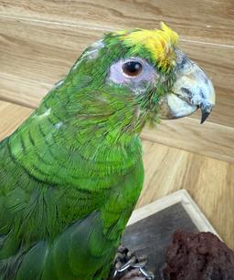 Taxidermy Parrot/Bird - Pedro Haunted
