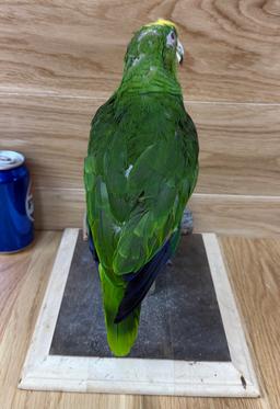 Taxidermy Parrot/Bird - Pedro Haunted