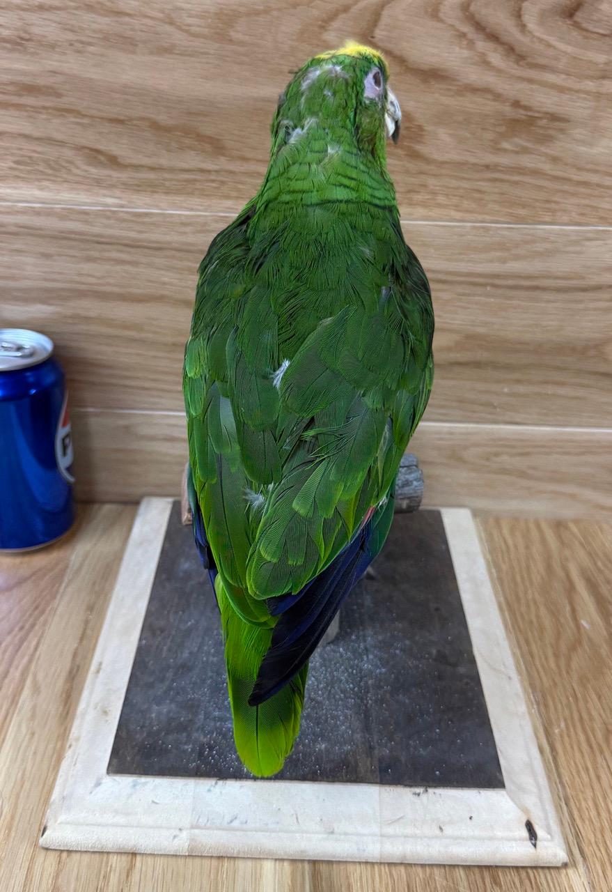 Taxidermy Parrot/Bird - Pedro Haunted