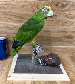 Taxidermy Parrot/Bird - Pedro Haunted