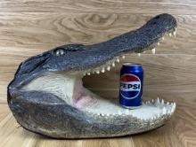 Taxidermy Alligator Head - Extra Large - Oddity