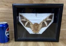 Taxidermy Fire Bat Mounted with Frame - ODDITY