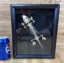 Skeleton Gecko Taxidermy Mount With Frame Oddity