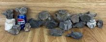Lot of 17 Fossilized Whale Vertebrae