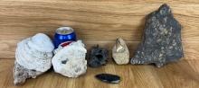 Lot of Fossils - 1 Mososaur in Matrix + Calcite Clams + Matrix