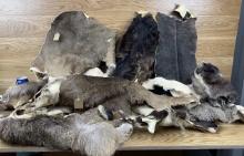 Craft Furs - Deer, Wildebeest, Buffalo Taxidermy Oddity