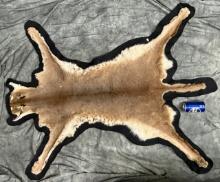 Taxidermy African Cerval Cat Skin Rug Oddity