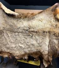Taxidermy Elk Hide Large Soft Tanned Skin Oddity