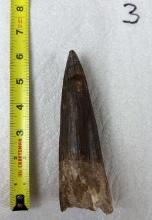 Extra Large Fossilized Spinosaurus Tooth #3 - 5+ inches