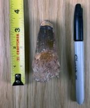 Fossilized Spinosaurus Tooth - Large