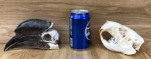 Hornbill and Beaver Skull Taxidermy Bone Oddity