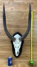 Nyala European Skull Mount - Wall Hanger on Plaque Bone Taxidermy
