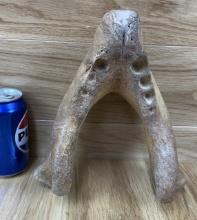 Fossilized Walrus Jaw Taxidermy Bone
