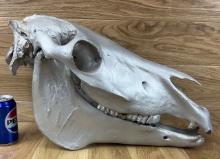 Painted Taxidermy Horse Skull