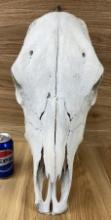 Cow Skull Taxidermy Bone #1