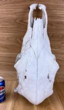 Cow Skull Taxidermy Bone #2 - Horn Bump
