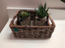 Basket & Succulents
