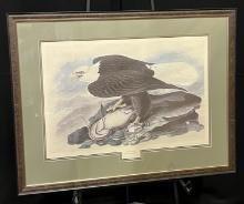 NY Historical Society 1966 Audobon Reproduction Framed "The Eagle" Print