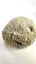 Large Vintage Brain Coral Specimen