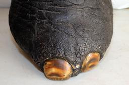 ELEPHANT'S FOOT STOOL W/CERTIFICATE OF RELEASE AND CONFORMITY  AND PHOTO OF