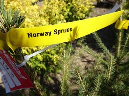 NORWAY SPRUCE, BID X 3
