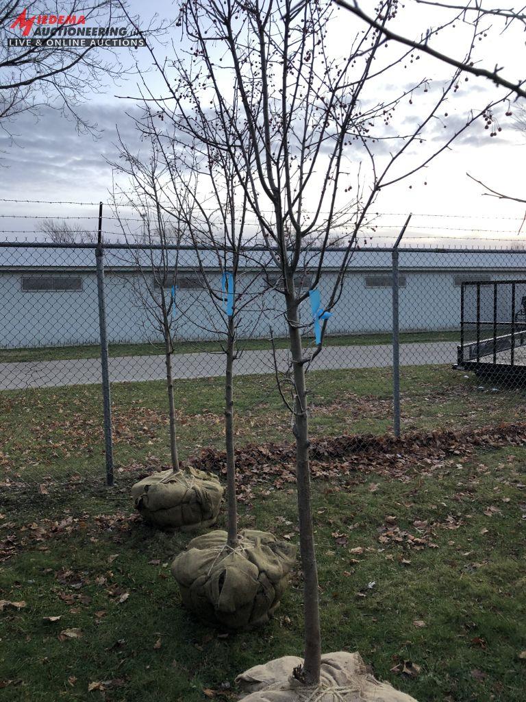 CRABAPPLE STARLITE 1-1/2 CAL [BID X 5]