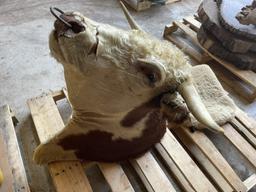 SHEEPSKIN HIDE, APPROX. 25'' X 20'', AND (1) HEREFORD BULL HEAD MOUNT, 29.5'' HORN SPREAD WITH BULL 