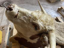 SHEEPSKIN HIDE, APPROX. 25'' X 20'', AND (1) HEREFORD BULL HEAD MOUNT, 29.5'' HORN SPREAD WITH BULL 