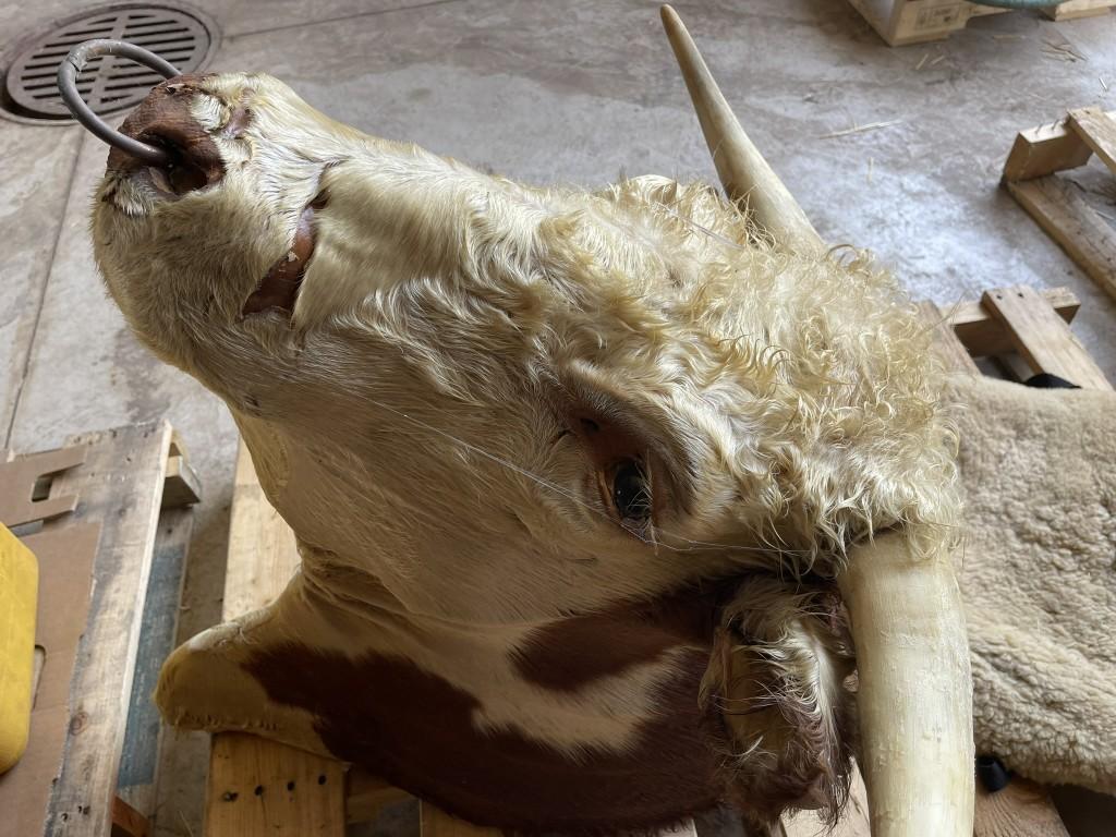 SHEEPSKIN HIDE, APPROX. 25'' X 20'', AND (1) HEREFORD BULL HEAD MOUNT, 29.5'' HORN SPREAD WITH BULL 