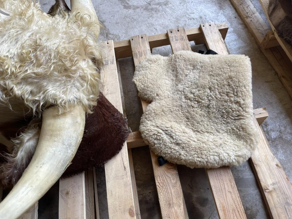 SHEEPSKIN HIDE, APPROX. 25'' X 20'', AND (1) HEREFORD BULL HEAD MOUNT, 29.5'' HORN SPREAD WITH BULL 