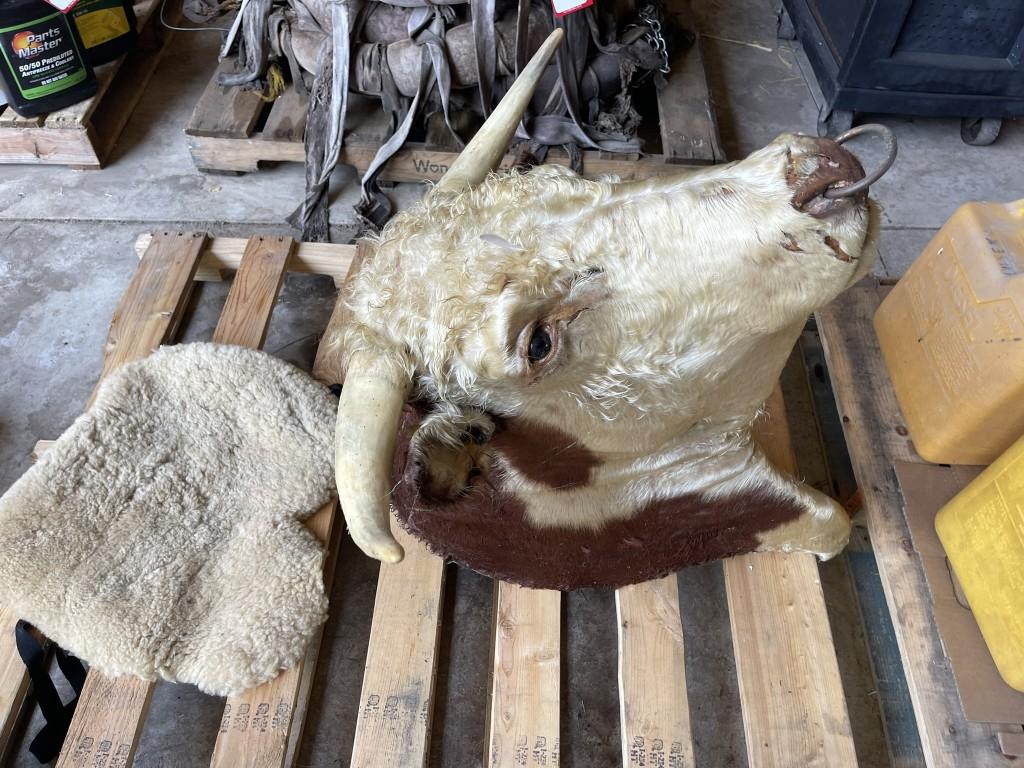 SHEEPSKIN HIDE, APPROX. 25'' X 20'', AND (1) HEREFORD BULL HEAD MOUNT, 29.5'' HORN SPREAD WITH BULL 