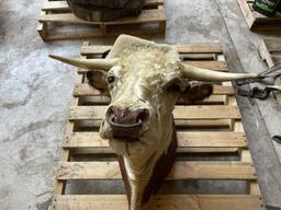 SHEEPSKIN HIDE, APPROX. 25'' X 20'', AND (1) HEREFORD BULL HEAD MOUNT, 29.5'' HORN SPREAD WITH BULL 