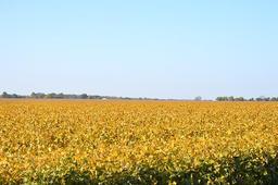 Tract 1 - 80.8 Surveyed Acres